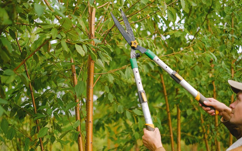 Tree trimming in Soquel, CA